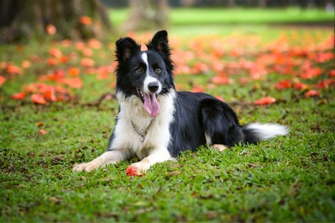 La photo d'un Border Collie