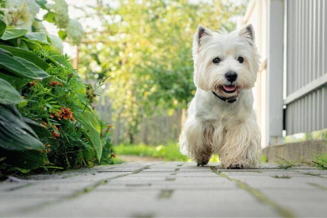 La photo d'un Terrier blanc