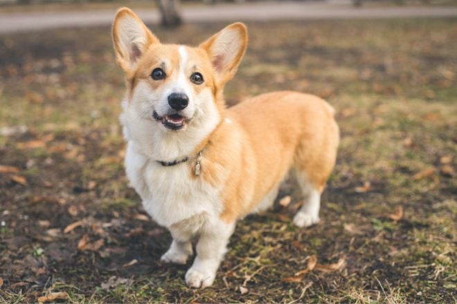 Pembroke Welsh Corgi 