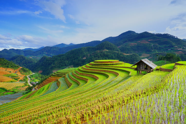 Des champs de riz au Vietnam