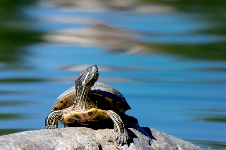 Une tortue de Floride