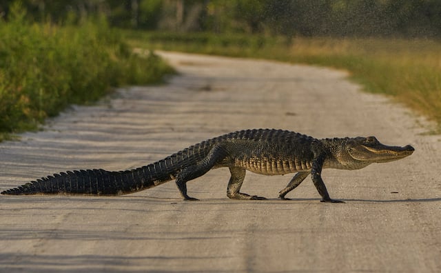 Un alligator observé dans un parc en Floride