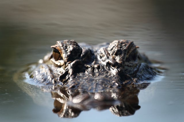 Gros plan d'un alligator dans l'eau