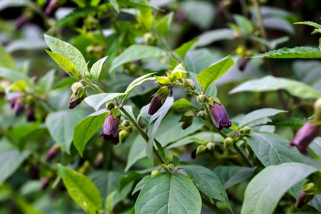 Fleurs de Belladone