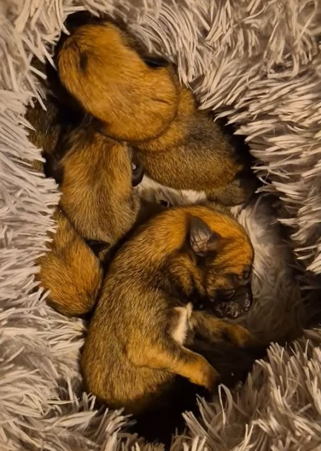 Les chiots abandonnés