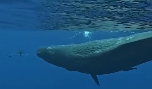 Capture d'écran Instagram montrant le cachalot chasser le requin 