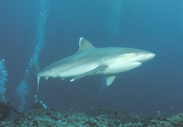 Requin à pointe blanche