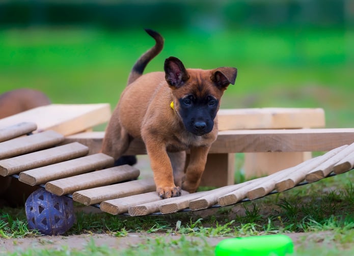 Un chiot de race malinois