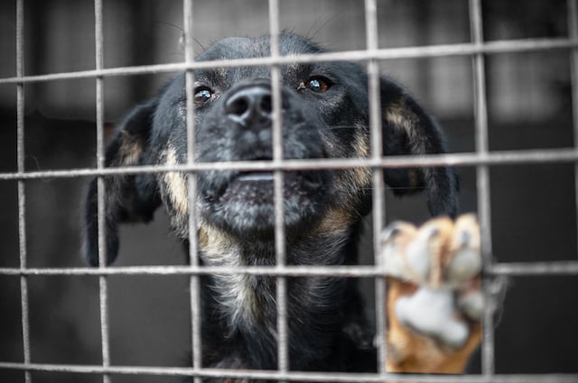 Un chien dans un refuge