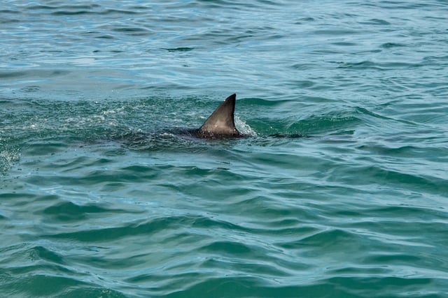 Aileron de requin 