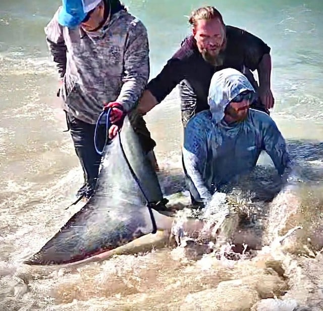 Les pêcheurs en train de libérer le grand requin blanc 