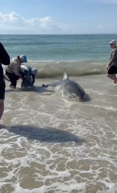 Les pêcheurs en train de libérer le grand requin blanc 