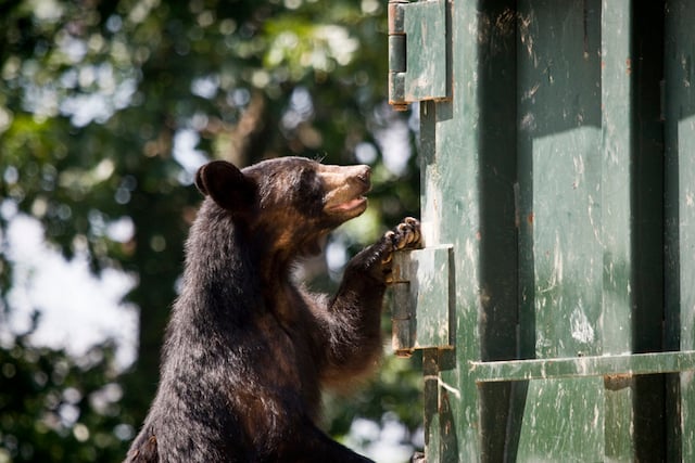 Un ours noir essayant d'ouvrir une benne à ordures