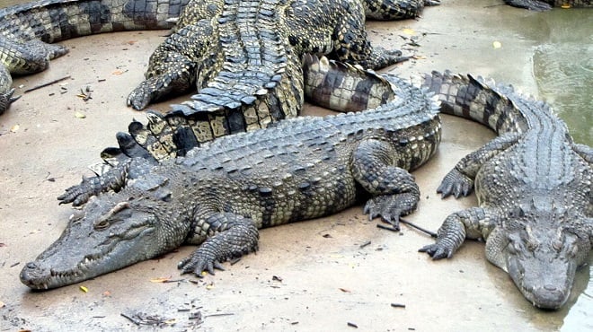 groupe de crocodiles du Siam 