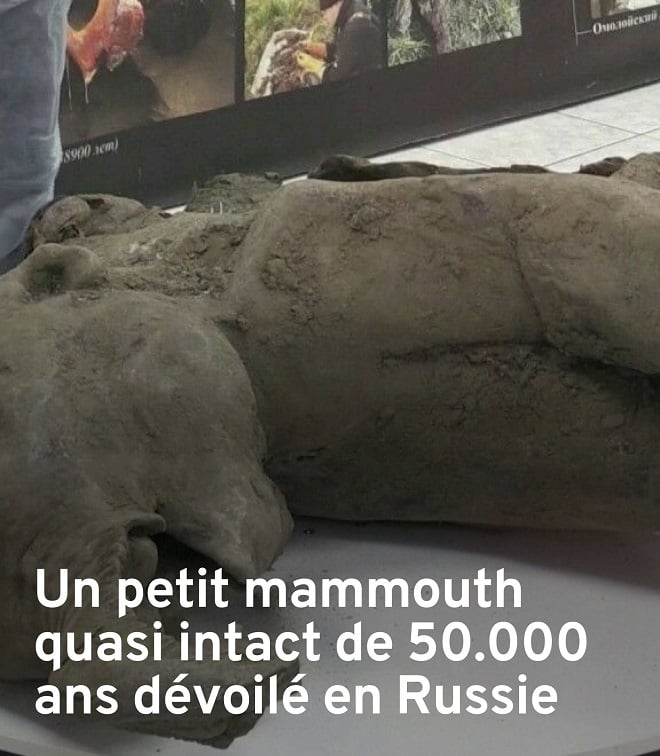 Restes du mammouth Iana dévoilé en Russie