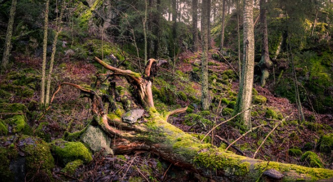 Peut-on ramasser du bois dans la nature pour se chauffer cet hiver ? On  vous répond