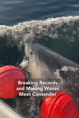 Capture d'écran du suivi du requin blanc