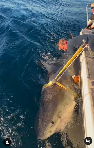 Capture d'écran du suivi du requin blanc