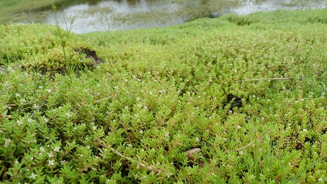 un tapis de la crassule de Helms près d'une rivière