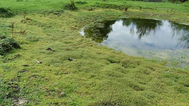 la crassule de Helms formant un épais tapis près d'une rivière