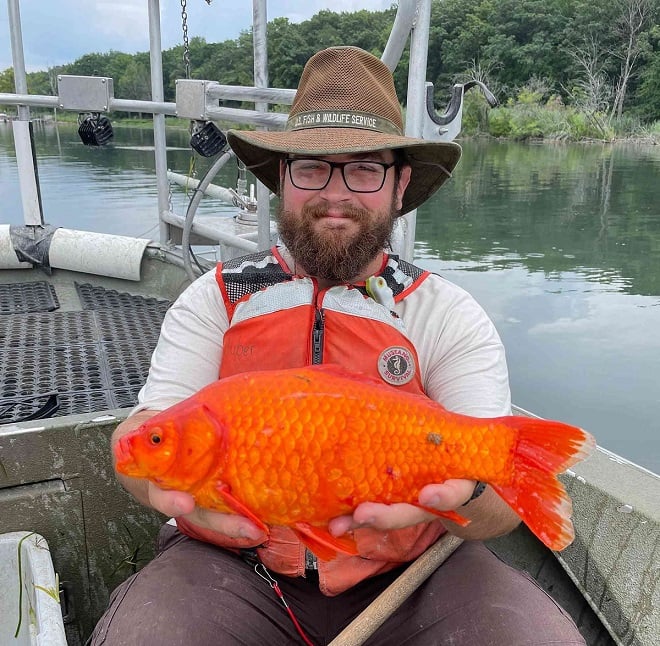 Chercheur tenant un poisson rouge mégalodon dans ses deux mains