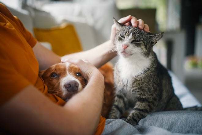 maître caressant son chat et son chien sur ses genoux