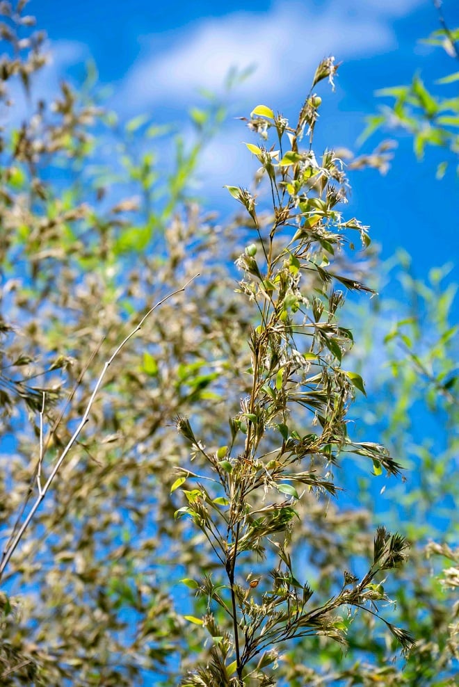 gros plan d'un bambour noir en fleur