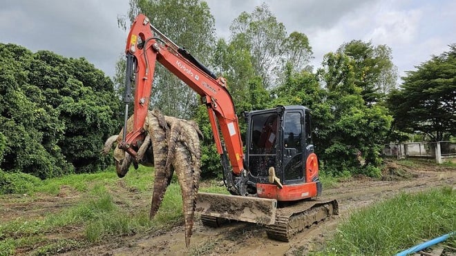 des cadavres de crocodiles du Siam ramassés à la pelleteuse