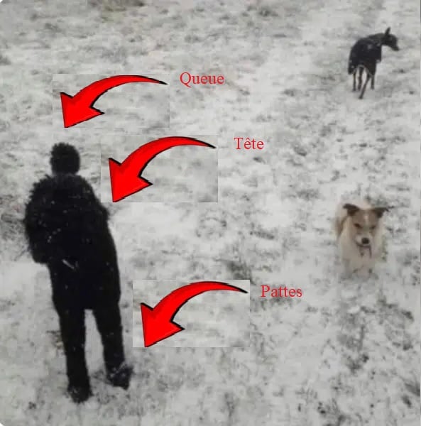 Chiens jouant dans la neige avec explications