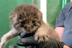 chaton de Pallas né dans un zoo