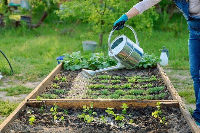 femme arrosant son potager