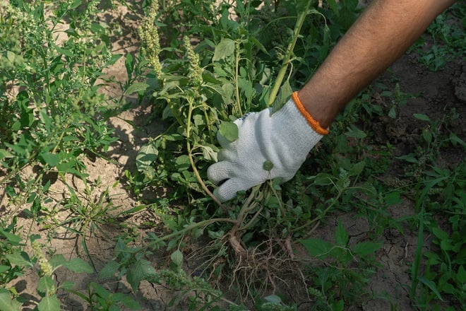 jardinier enlevant les mauvaises herbes du jardin