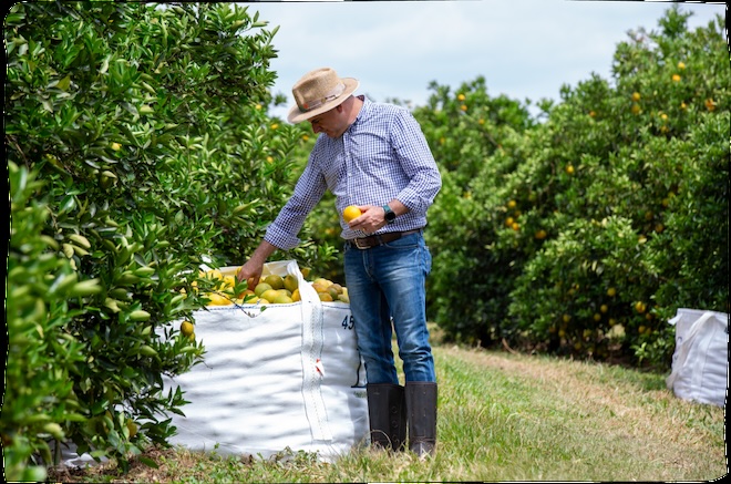 Un homme dans une production d'oranges au Brésil.