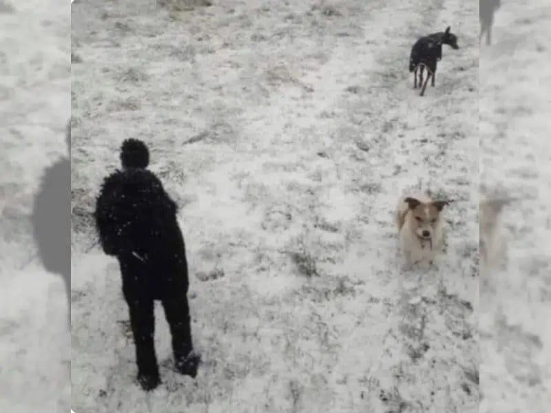 Chiens jouant dans la neige