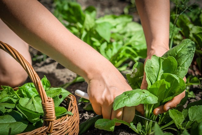 Jardinière récoltant ses épinards dans le jardin