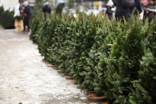 rangée de sapins de Noël dans un magasin