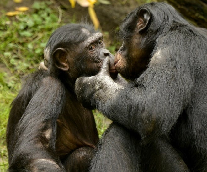 deux singes s'embrassant