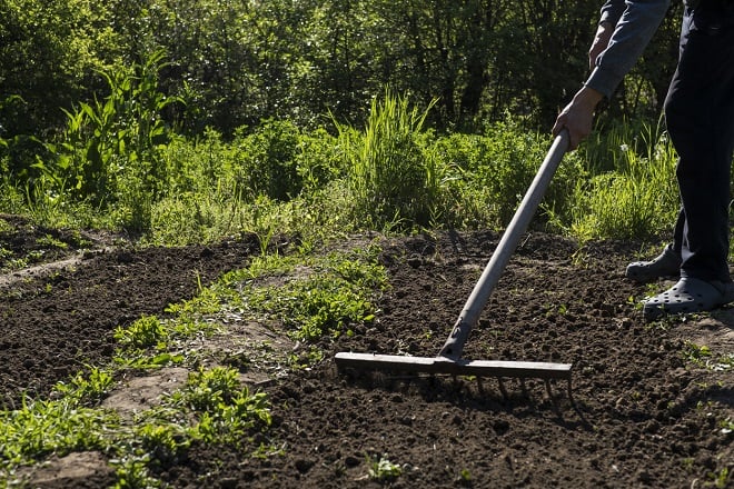 Jardinier préparant le sol de son jardin avec un rateau